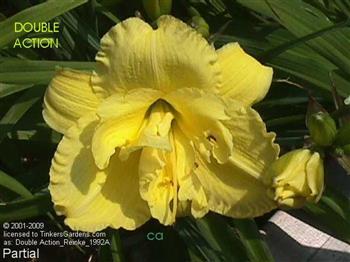 DOUBLE ACTION  #158